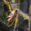 Le Grosbec casse-noyaux vit dans les **forêts de feuillus ou mixtes et les parcs et jardins**.