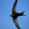 Ses ailes sont **plus longues que celles des hirondelles** et sont en **forme de faux**, très caractéristiques en vol.