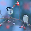 En **hiver**, la Mésange noire se déplace souvent avec d’**autres  mésanges** pour trouver de la nourriture. (À gauche ici, une Mésange noire, et à droite, une Mésange nonnette)