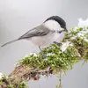 Le **nid** est une **coupe de mousse** tapissée de poils dans les **trous d’arbres et les nichoirs**.