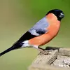 Ses ailes sont **noires** avec une **bande alaire claire**.