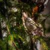 Le Roitelet huppé vit dans les **forêts de conifères** et dans les **parcs et jardins plantés de vieux conifères**.