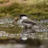 **En France**, la Mésange nonnette est beaucoup **plus fréquente** que la Mésange boréale.