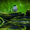 On retrouve la Fauvette à tête noire dans les **bois, les bosquets, les haies et les parcs et jardins**.