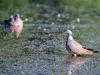 Le Pigeon ramier est **très sociable**. Il vit **en groupe** sur les **lieux de nourrissage et de dortoirs**, sauf en période de reproduction.