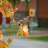 On peut même l'apercevoir dans les **parcs urbains**.