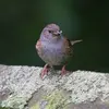Son **bec fin** lui permet de se nourrir facilement d'insectes.