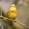 Le dessous est **jaune rayé de brun**.