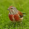 et se reconnaît par son **front rouge**.
