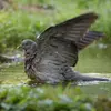 Le juvénile est beaucoup **plus terne** : son plumage est **gris-brun clair**, **sans   tache blanche ou vert brillant** sur la nuque, les yeux et le bec tendent vers le gris.
