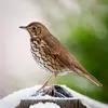 La Grive musicienne est **plus petite qu'un merle**.