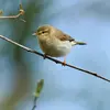 Il est de la taille d'une Mésange bleue.