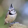Écoutez la Mésange huppée "tsi tsi tsigurrr ... tsigurr... tsi tsi tsi tsigurrr..." 