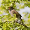 On remarque davantage sa présence à son **chant aigu et mélodieux**.