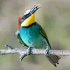Le Guêpier d'Europe se nourrit de **"guêpes, abeilles, frelons"** d'où son nom !