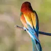 Le plumage du dos est un **dégradé brun-roux à jaune paille**.