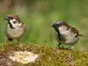 Il est **à peine plus petit** que le Moineau domestique.
