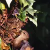 Son nid est une **boule** d'herbe et de feuilles avec une **entrée latérale**.