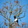 On la voit dans les **grands arbres** (peupliers, bouleaux, pins, cèdres) mais aussi dans les **bosquets**.
