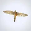 En vol, ses ailes sont **pointues** et sa queue est **longue et étroite**.