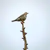 On peut l'entendre chanter **dès février**.