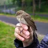 La Fauvette des jardins a un plumage gris-brun avec le dessus plus sombre et le dessous plus clair. 