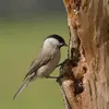 Comme la Mésange noire et la Mésange huppée, elle **stocke des graines** dans ses cachettes.