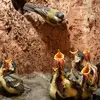 La quantité de **chenilles** impacte le **nombre et la qualité de la nichée** chez beaucoup de mésanges.