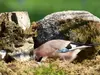 Il ne retrouve pas toujours ses réserves de nourriture et participe ainsi à **régénérer des forêts**...