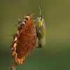 Le Verdier d'Europe mange des **graines, des baies, jeunes feuilles, fleurs et boutons** et rarement d'insectes et de larves.