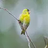 Son bec est **puissant et pointu**.
