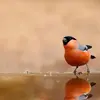 C'est une espèce **sédentaire** ou **migratrice de courte distance**.