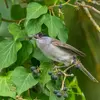 En été et en automne, elle se nourrit également de **baies et de petits fruits**.