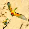 Son vol est **plané** les ailes raides avec parfois des **battements rapides**.