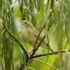 Le Pouillot fitis vit dans les **forêts claires de feuillus et mixtes**.
