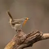 Il lève la queue, déploie ses ailes et **exhibe son plastron rouge** pour faire reculer l'intrus et peut aller jusqu'au **combat à mort** !  