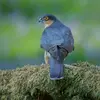 Le dessus du corps est **gris-ardoise**.