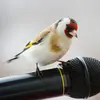 Son chant est un mélange de cris typiques **"didelitt", de gazouillis et de trilles**. Ici on entend d'abord une série répétée de "didelit" "tsilit" puis un mélange de gazouillis et de trilles.