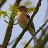 On reconnaît le chant du Pinson des arbres à une **série de notes descendantes terminée par une brusque remontée**, la "ritournelle du pinson" !