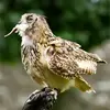 Le hibou moyen-duc mange surtout des **campagnols**...