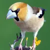 Le Grosbec casse-noyaux a la tête **rousse**, un masque **noir**, la nuque **grise** et un **gros bec**.
