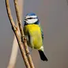 Les oiseaux chantent mais produisent aussi des **cris** pour **communiquer**.