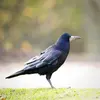 Le Corbeau freux ressemble beaucoup à la **Corneille noire** par sa **taille** et sa **couleur**.