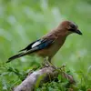 À la belle saison, il chasse et se nourrit d'**animaux**.