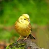 Le Bruant jaune a la tête **jaune citron**.