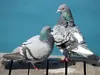 Le chant du Pigeon domestique est plutôt un **roucoulement doux "rou ou"**