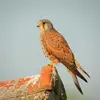 Le Faucon crécerelle est environ de la **taille d'un épervier**.