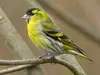Les ailes sont **noires** avec une **bande alaire jaune**.