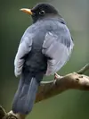 Il est **sédentaire** ou parfois **migrateur de courte distance**.