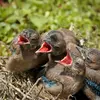 Il donne **1 couvée par an** de 3 à 6 œufs vert pâle, tachetés de brun.